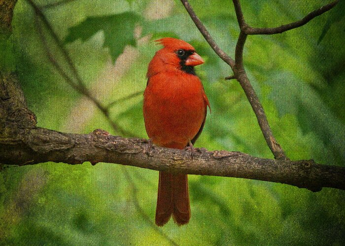 Cardinal Greeting Card featuring the photograph Cardinal in Spring by Sandy Keeton