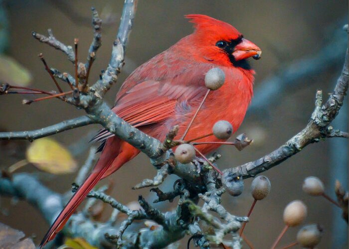 Cardinal Greeting Card featuring the photograph Cardinal In The Berries by Kerri Farley