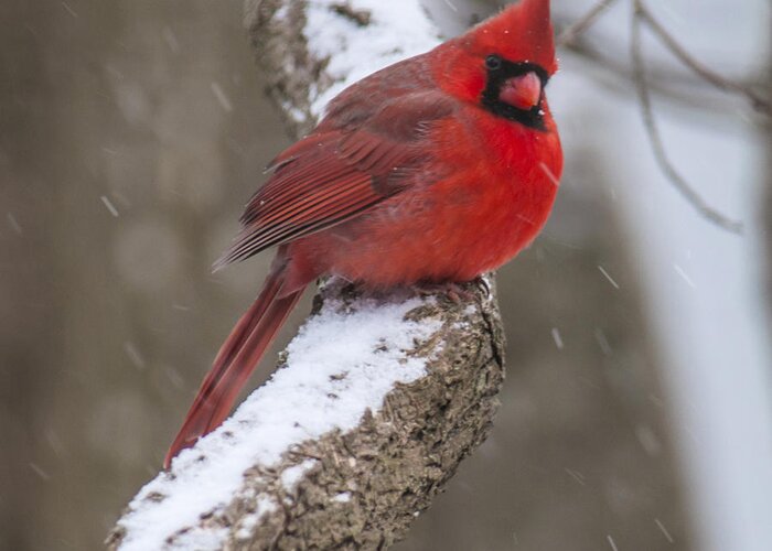 Cardinal Greeting Card featuring the photograph Cardinal In The Snow by Cathy Kovarik