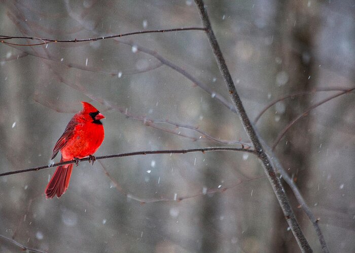 Snowy Cardinal Greeting Card featuring the photograph Cardinal In The Snow by Karol Livote