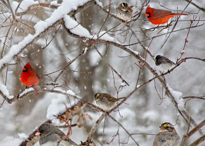 Red Greeting Card featuring the photograph Cardinal Meeting in the Snow by Betsy Knapp