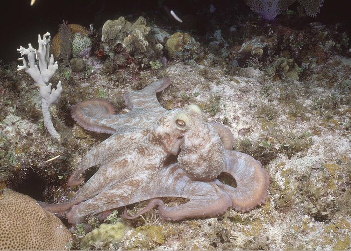 Common Reef Octopus Greeting Card featuring the photograph Caribbean Reef Octopus by Andrew J. Martinez