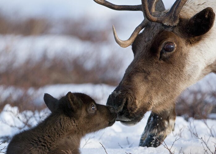 00782253 Greeting Card featuring the photograph Caribou Mother Nuzzling Calf by Sergey Gorshkov