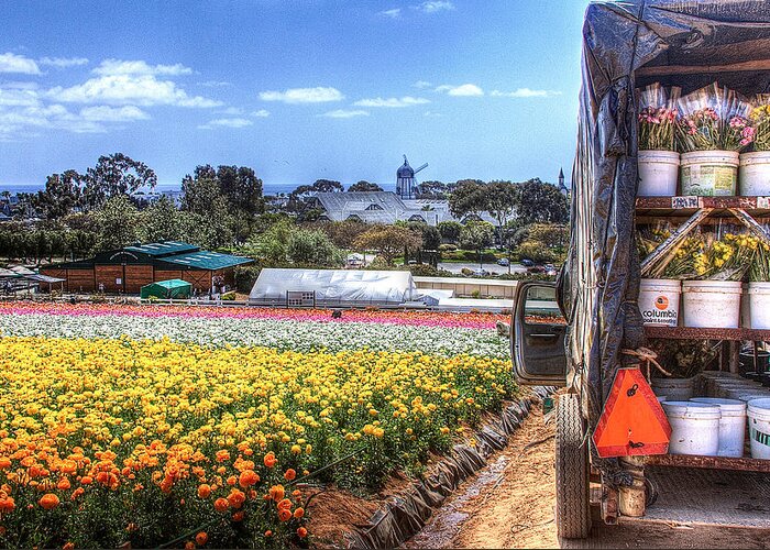 Carlsbad Greeting Card featuring the photograph Carlsbad Flower Fields by Ann Patterson