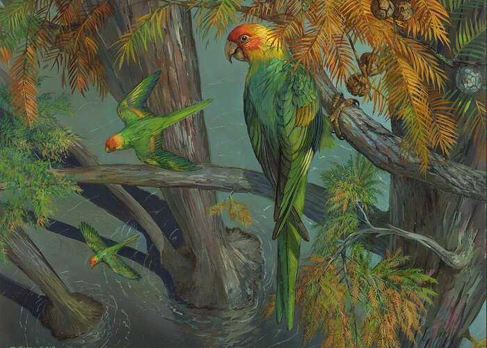Conuropsis Carolinensis Greeting Card featuring the painting Carolina parakeet in a Bald Cypress by ACE Coinage painting by Michael Rothman