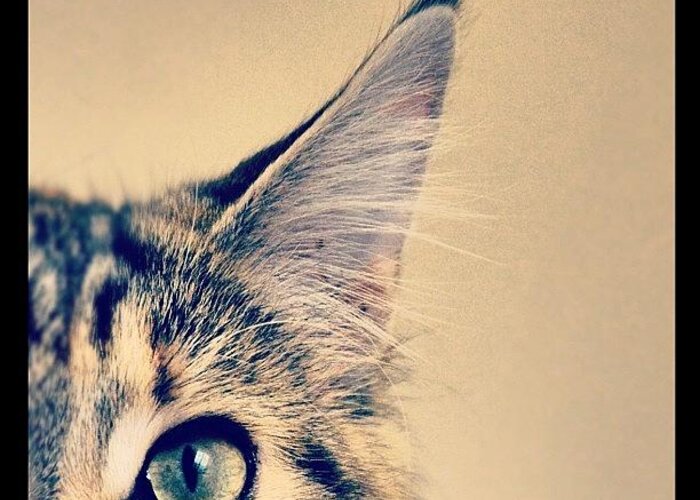 Cute Greeting Card featuring the photograph #cat #animal #cute #adorable #kitten by Jill Battaglia