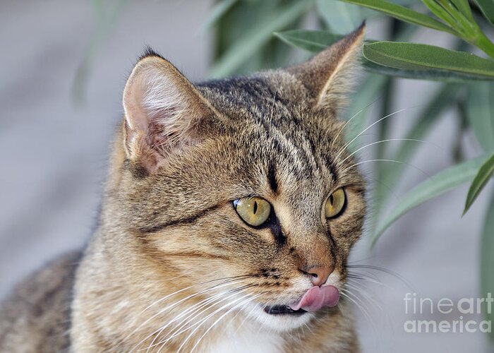 Cat; Cats; Feline; Tabby; Animal; Sit; Sitting; Rest; Resting; Free; Alone; Greece; Hellas; Greek; Hellenic; Athens; Yellow; Eyes; Portrait; Tongue; Pink; Red Greeting Card featuring the photograph Cat in Athens by George Atsametakis