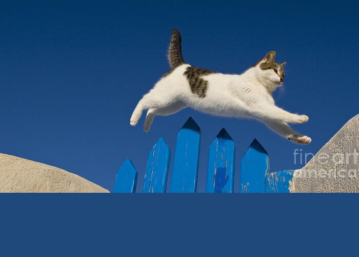 Cat Greeting Card featuring the photograph Cat Jumping A Gate by Jean-Louis Klein and Marie-Luce Hubert