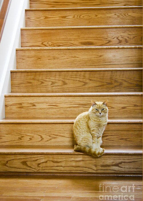 Cat Greeting Card featuring the photograph Cat on Stairs by Patty Colabuono