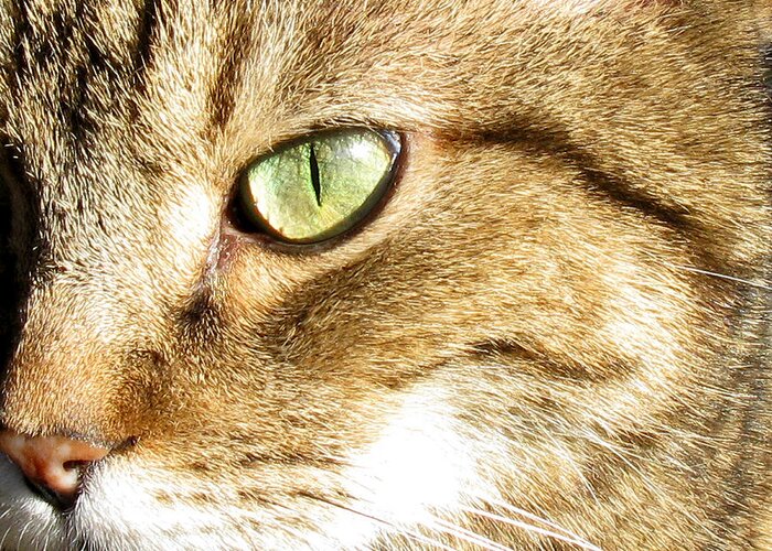Cat Portrait Greeting Card featuring the photograph Cat Portrait 2 by Helene U Taylor