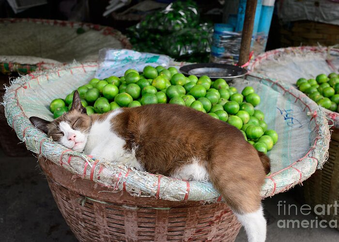 Lime Greeting Card featuring the photograph Cat Sleeping Among the Limes by Dean Harte