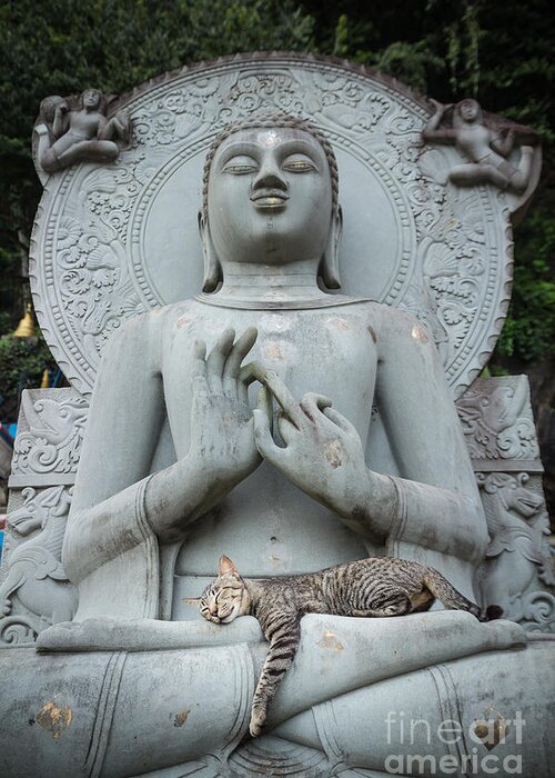Cute Greeting Card featuring the photograph Cat sleeping on the lap Buddha statues. by Tosporn Preede