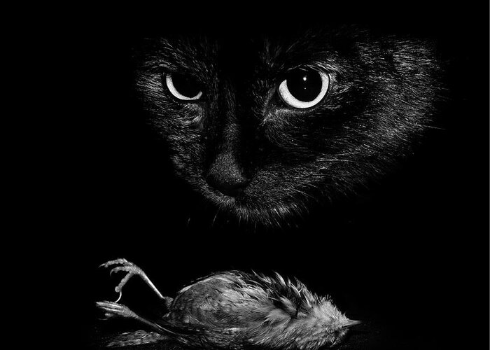 Cat Greeting Card featuring the photograph Cat With A Dead Bird by Cordelia Molloy