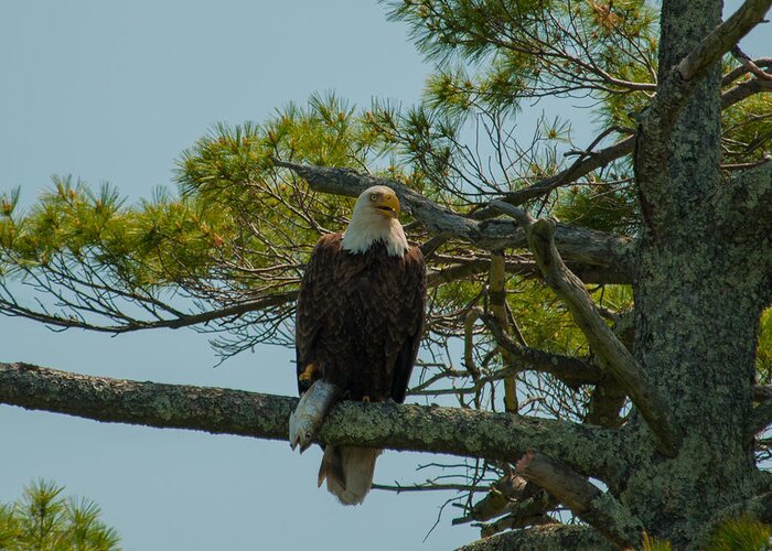Bald Eagle Greeting Card featuring the photograph Catch of the Day by Brenda Jacobs