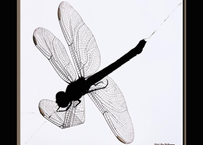 Dragonfly In Spiderweb Photograph Greeting Card featuring the photograph Catch of the Day by Lucy VanSwearingen