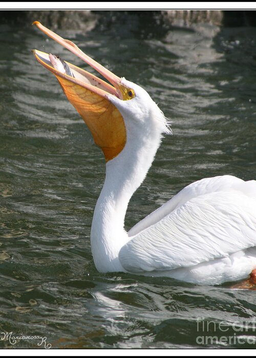 Pelican Greeting Card featuring the photograph Catch of the Day by Mariarosa Rockefeller