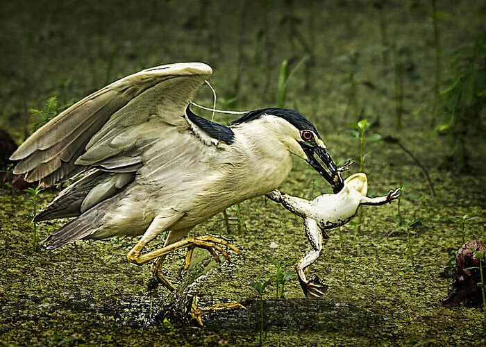 Black-crowned Night Heron Greeting Card featuring the photograph Catching Supper by Priscilla Burgers