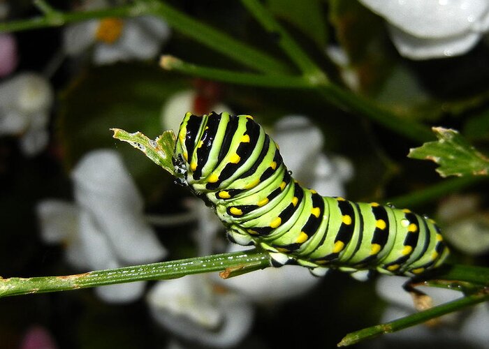 Eastern Black Swallowtail Caterpillar Greeting Card featuring the photograph Caterpillar Camouflage by Bill Swartwout