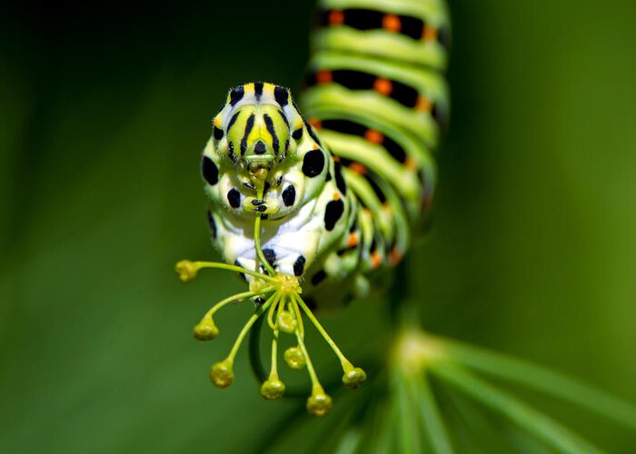 Old World Swallowtail Greeting Card featuring the photograph Caterpillar of the Old World Swallowtail by Torbjorn Swenelius