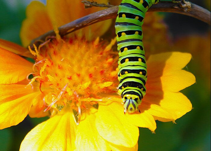 Nature Greeting Card featuring the photograph Caterpillar On The Prowl by Nina Silver