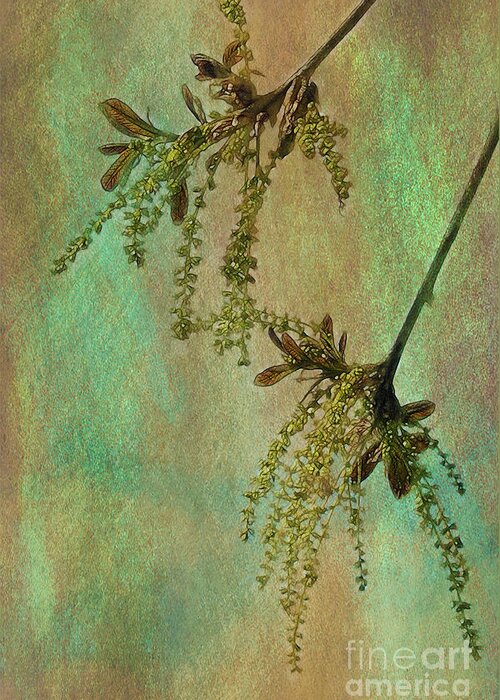 Catkins Greeting Card featuring the photograph Catkins -- Tree-Flowers by Judi Bagwell