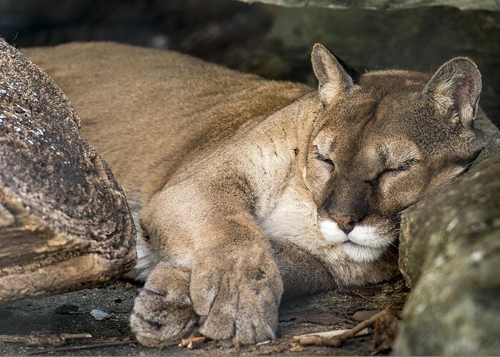 Cougar Greeting Card featuring the photograph Catnap by Phil Abrams