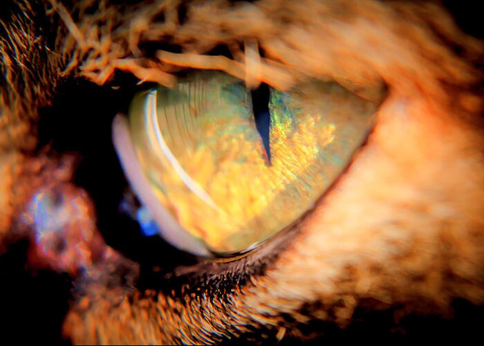 Kitten Greeting Card featuring the photograph Cats EyE by Alex Hiemstra