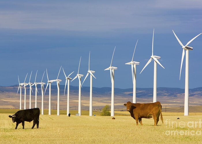 00431076 Greeting Card featuring the photograph Cattle And Windmills in Alberta Canada by Yva Momatiuk and John Eastcott