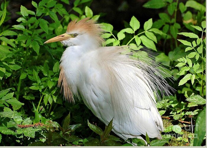 Birds Greeting Card featuring the photograph Cattle Egret With Breeding Plumage by Kathy Baccari