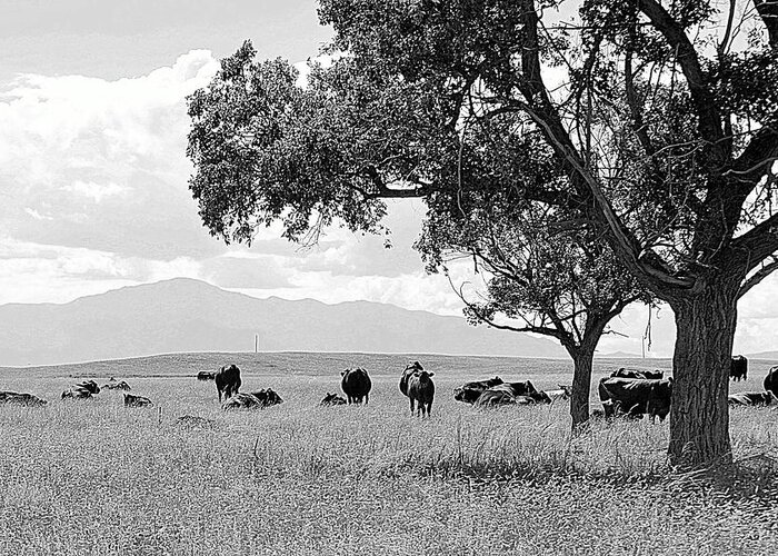 Pikes Peak Greeting Card featuring the photograph Cattle Ranch In Summer by Clarice Lakota