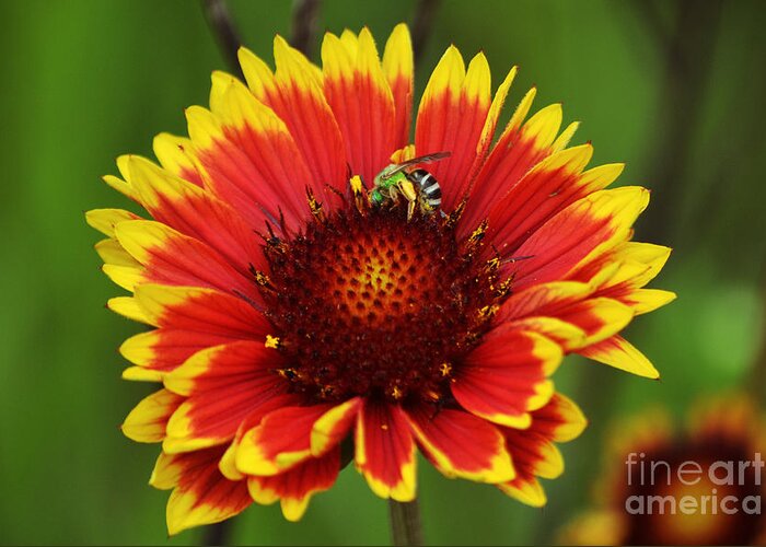 Bee Greeting Card featuring the photograph Caught Snacking by Kevin Fortier