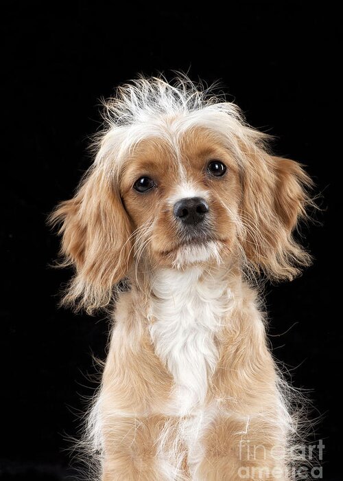 Dog Greeting Card featuring the photograph Cavapoo by John Daniels