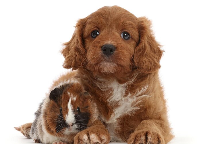Animals Greeting Card featuring the photograph Cavapoo Puppy And Matching Guinea Pig by Mark Taylor