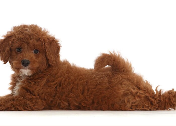 Animals Greeting Card featuring the photograph Cavapoo Puppy Lying Stretched by Mark Taylor