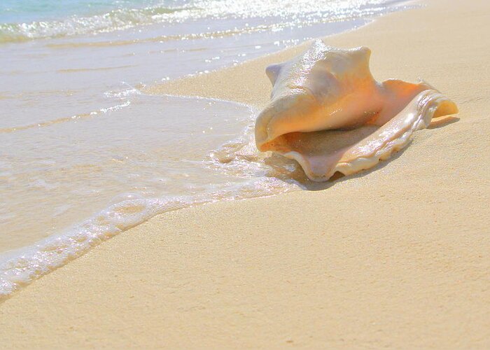 Grand Cayman Beach Greeting Card featuring the photograph Cayman Conch #4 by Stephen Bartholomew