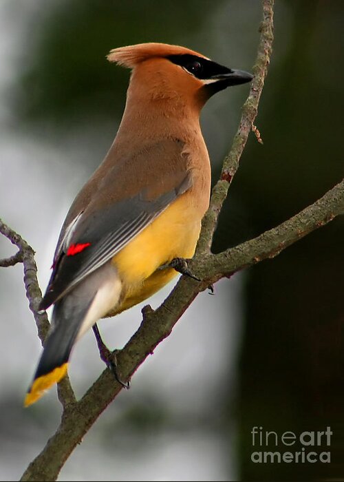 Cedar Wax Wing Greeting Card featuring the photograph Cedar Wax wing II by Roger Becker