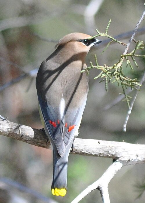 Cedar Waxwing Greeting Card featuring the photograph Cedar Waxwing by Frank Madia