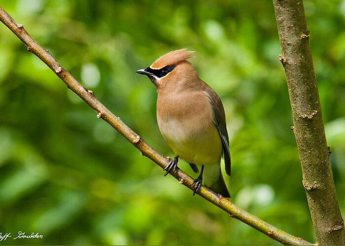 Animal Greeting Card featuring the photograph Cedar Waxwing Gathering Nesting Material by Jeff Goulden