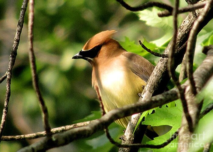 Cedar Waxwing Greeting Card featuring the photograph Cedar Waxwing by Marilyn Smith