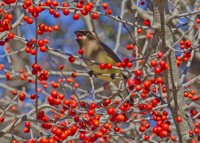Bird Greeting Card featuring the photograph Cedar Waxwing In the Act of Swallowing a Possumhaw Fruit by Steven Schwartzman