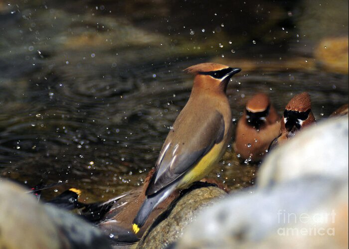 Bird Greeting Card featuring the photograph 1030A Cedar Waxwings by NightVisions