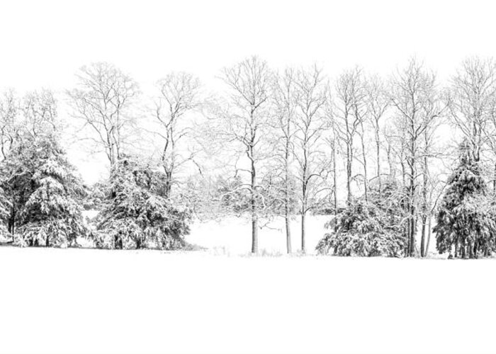 Snow Greeting Card featuring the photograph Cedars and Snow by Wayne Meyer
