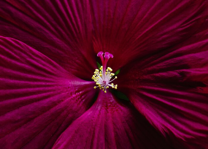 Botanical Greeting Card featuring the photograph Center Folds by Christi Kraft