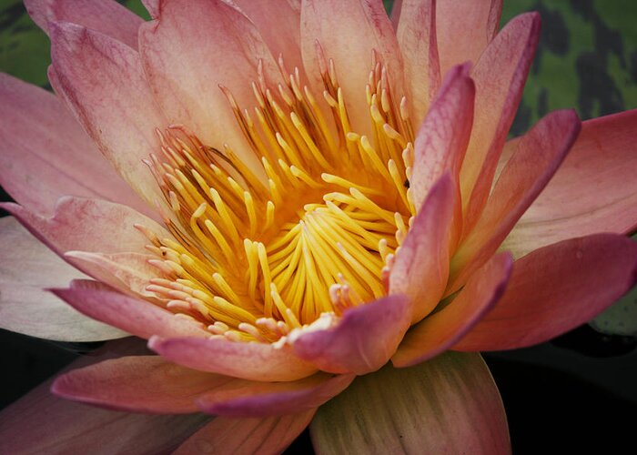 Water Lily Greeting Card featuring the photograph Center of Light by Kristia Adams
