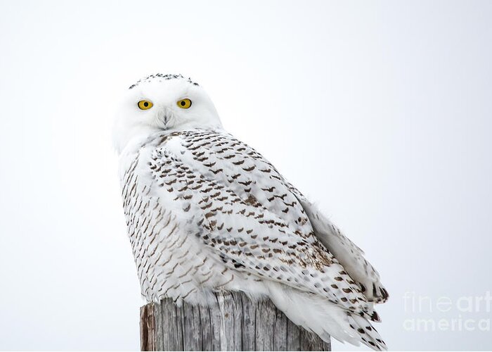 Field Greeting Card featuring the photograph Centered Snowy Owl by Cheryl Baxter