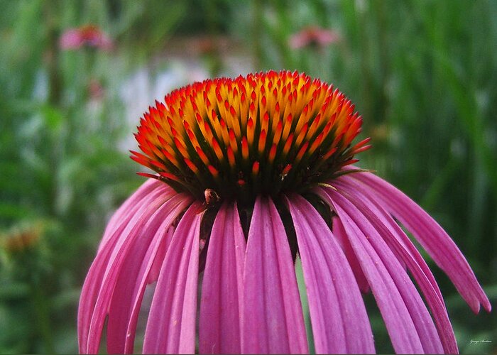Coneflower Greeting Card featuring the photograph Centerpiece - Purple Coneflower 016 by George Bostian