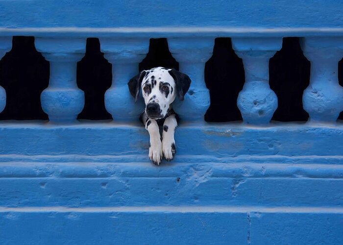 Dog Greeting Card featuring the photograph Centro Habana by Roxana Labagnara
