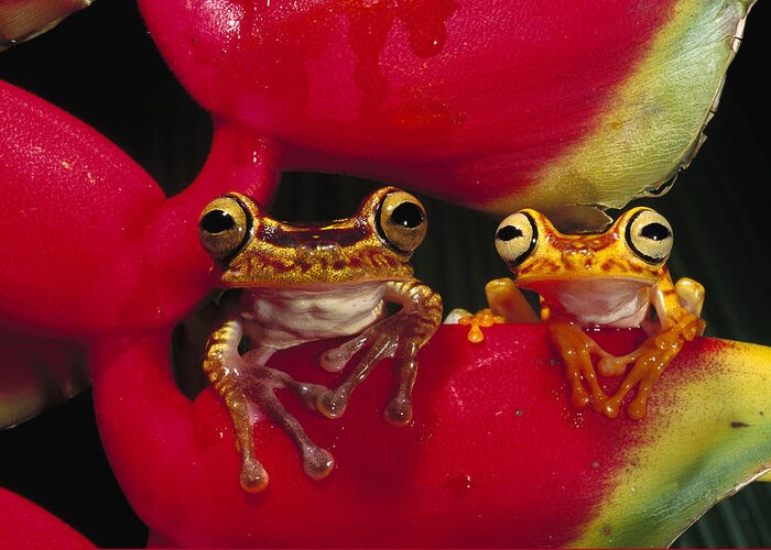 00216498 Greeting Card featuring the photograph Chachi Tree Frog Pair by Pete Oxford