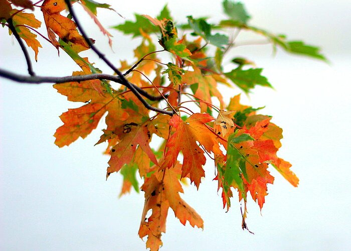Autumn Greeting Card featuring the photograph Changing Seasons by Viviana Nadowski
