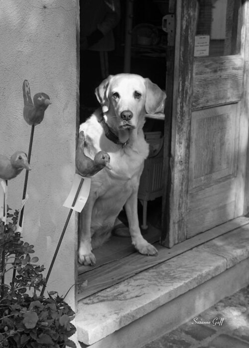 Dog Greeting Card featuring the photograph Charleston Shop Dog in Black and White by Suzanne Gaff